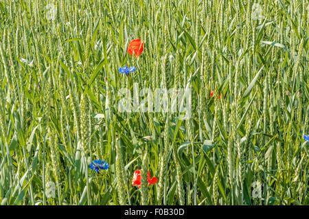 Campo di grano in Tokarnia open-air museum, Polonia Foto Stock