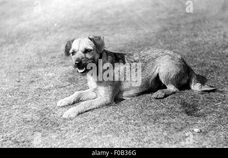 Border Terrier cane giacente a terra. Foto Stock