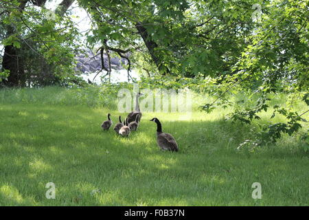 Oche del Canada e Goslings in erba alta voce verso un grande corpo di acqua. Foto Stock