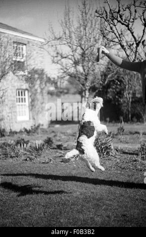 Fox Terrier cane salta in aria per agguantare un quoit. Foto Stock