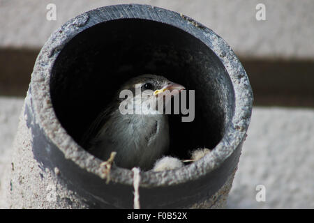Baby sparrow attende la sua madre a venire con il cibo in un nido fatto all'interno di un tubo di calcestruzzo. Foto Stock