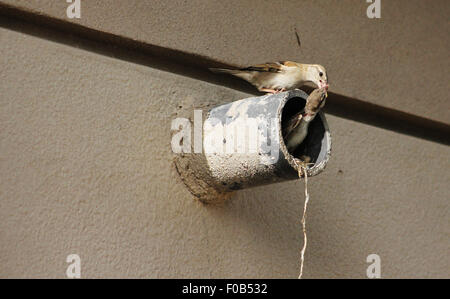 Casa passero alimentando il suo pulcino, sul nido fatto all'interno di un tubo di calcestruzzo Foto Stock