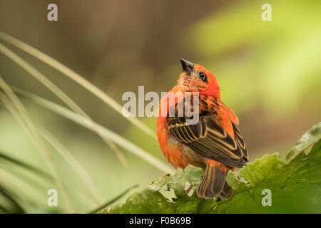Primo piano di una fody rosso (Foudia madagascariensis) bird, talvolta noto come il Madagascar, Fody rosso cardinale fody o fody comune. Foto Stock