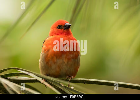 Primo piano di una fody rosso (Foudia madagascariensis) bird, talvolta noto come il Madagascar, Fody rosso cardinale fody o fody comune. Foto Stock