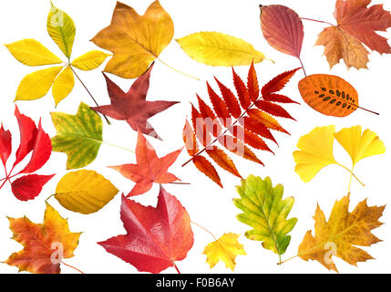 Herbstblaetter; bunt, leuchtend, Foto Stock