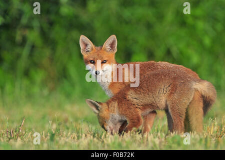 Due wild volpi rosse in un campo Foto Stock