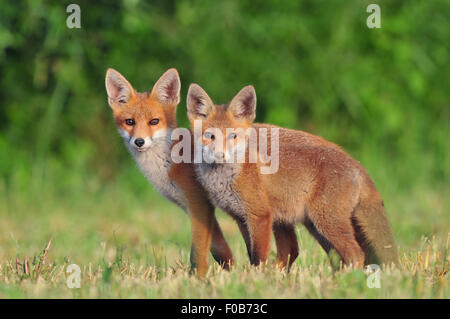 Due volpi rosse in un campo Foto Stock