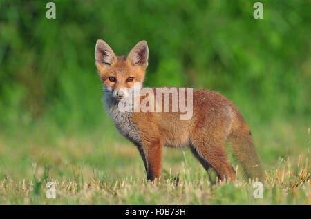 Wild red fox cub in un campo Foto Stock