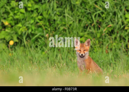 Red Fox cub seduti in un'erba e guardando la telecamera Foto Stock