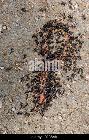 Nero Garden formiche / comune black ant (Lasius niger) mangiare lombrico Foto Stock