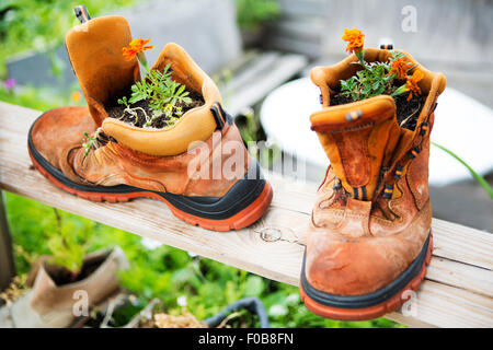 Arancio fiori piantati in due stivali vecchi Foto Stock