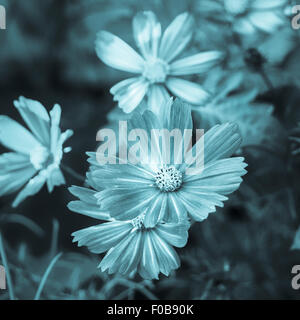 Bella cosmo i fiori sbocciano in un giardino estivo. Processo Cyanotype fotografia Asteraceae family formato quadrato di spazio di copia Foto Stock