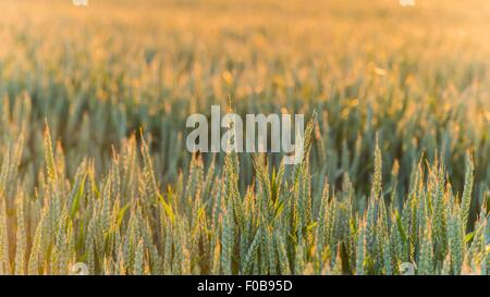 Impressioni di un campo di grano Foto Stock