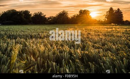 Impressioni di un campo di grano Foto Stock