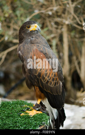 Harris' Hawk, Parabuteo unicinctus a spettacolo di falconeria in montagna, Benalmadena, Spagna. Foto Stock