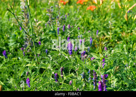 Diversi viola i lupini in fitto fogliame con altri fiori in background. Foto Stock