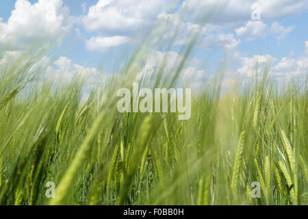 Vista dell'orizzonte ed il cielo di nuvole attraverso il verde di spighe di grano (segale) nel campo. Foto Stock