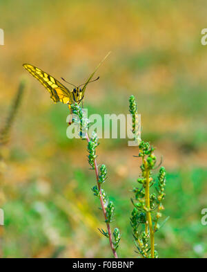 Farfalla colorata seduto sul fiore Foto Stock