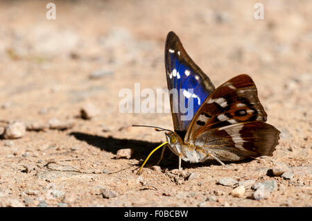 Viola imperatore butterfly (Apatura iris) maschio adulto il prelievo di minerali provenienti da un sentiero sabbioso in legno Fermyn, Northamptonshire. Luglio. Foto Stock