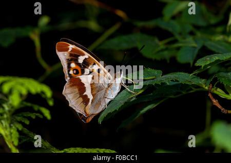 Viola imperatore butterfly (Apatura iris) una vista del underwing di un maschio adulto alimentazione su melata Lady in legno, Northamptonsh Foto Stock