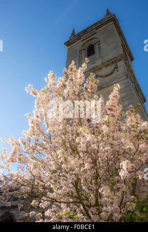 Blooming Almond Tree (Pruinus dulcis) davanti a Santa Maria Magdalena Woodstock Oxfordshire Inghilterra UK Europa Foto Stock