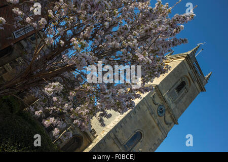 Blooming Almond Tree (Pruinus dulcis) davanti a Santa Maria Magdalena Woodstock Oxfordshire Inghilterra UK Europa Foto Stock