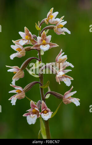 Elleborina palustre (Bergonii palustris) fioritura a Staveley Riserva Naturale, North Yorkshire. Luglio. Foto Stock