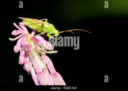 Patate bug del capside (Closterotomus norvegicus) adulto appollaiato sulla punta di un fiore spike di rosebay willowherb (Chamerion angusti Foto Stock