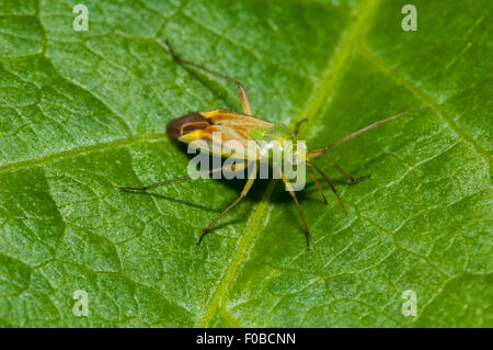 Patate bug del capside (Closterotomus norvegicus) adulto arroccato su una foglia a Staveley Riserva Naturale, North Yorkshire. Luglio. Foto Stock