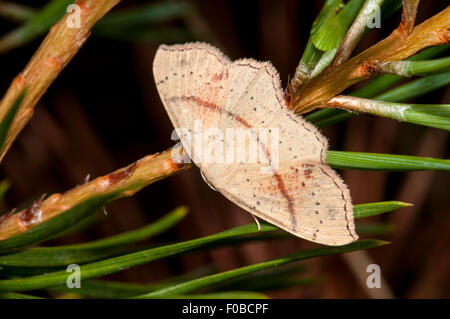 Maiden's arrossire (Cyclophora punctaria) adulto arroccato sugli aghi di pino in comune Thursley Riserva Naturale Nazionale, su Foto Stock