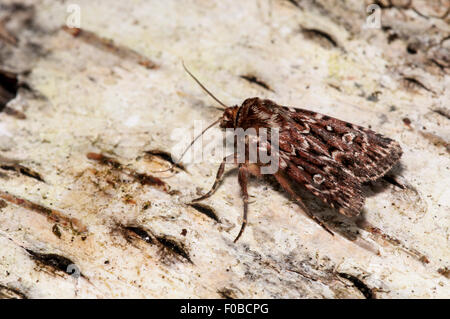 Vero amante di nodo (Lycophotia porphyres) adulto appollaiato su un tronco di un argento betulla a Thursley comune natura nazionale ri Foto Stock