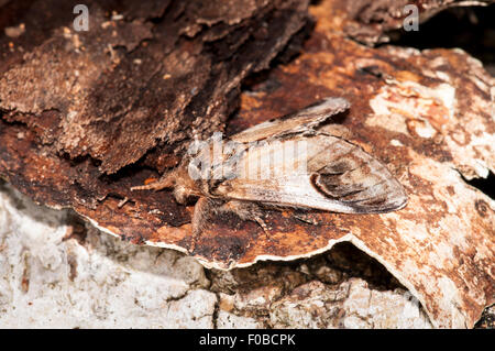 Pebble prominente (Notodonta ziczac) adulto appollaiato su un pezzo di decadere argento betulla al Comune Thursley Riserva Naturale Nazionale Foto Stock