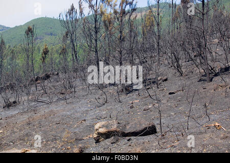 Foresta bruciato dopo un grande incendio nel nord del Portogallo Foto Stock