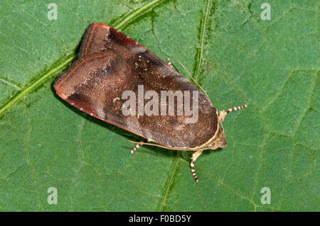 Meno ampia-delimitata underwing giallo (Noctua janthe) adulto arroccato su una foglia in un giardino in Sowerby, North Yorkshire. Luglio. Foto Stock