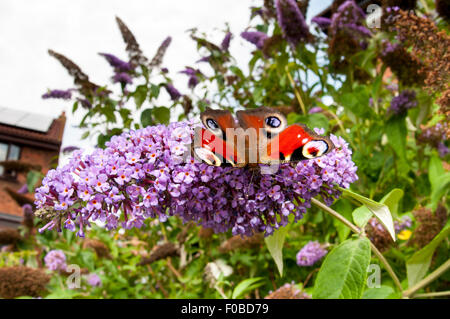 Peacock (Inachis io) adulto appollaiato su un fiore buddleia in un giardino in Sowerby, North Yorkshire. Agosto. Foto Stock