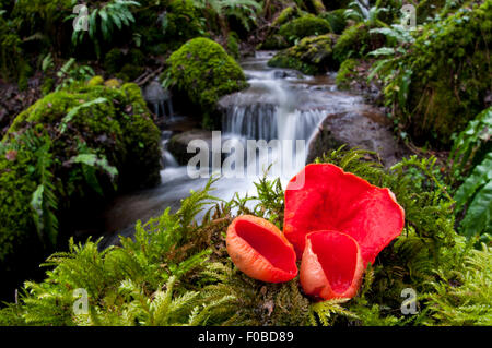 Scarlet elfcup funghi Sarcoscypha austriaca) cresce su moss coperte di legno morto da Grewelthorpe Beck in boschi di Hackfall, Nord Yor Foto Stock