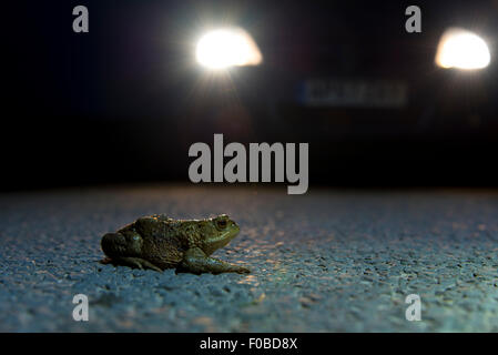 Il rospo comune (Bufo bufo) femmina adulta tentando di attraversare una strada per arrivare a Cod Beck serbatoio vicino Osmotherley nel North York Foto Stock