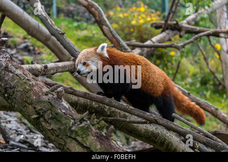 Panda rosso a piedi in alcuni alberi Foto Stock