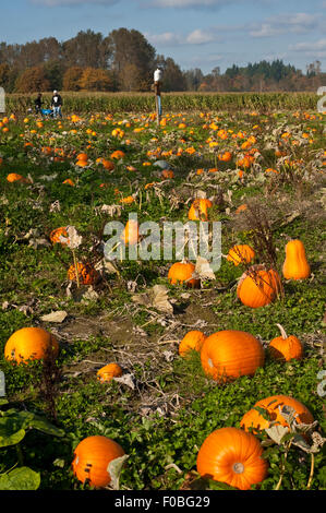 Autunno Zucca Patch diventando pronto per Halloween Foto Stock