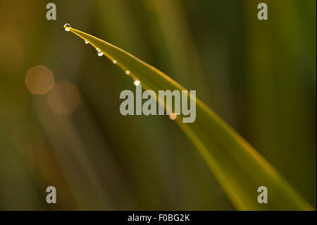Reeds lungo il litorale con sunrise luce con gocce di rugiada Foto Stock