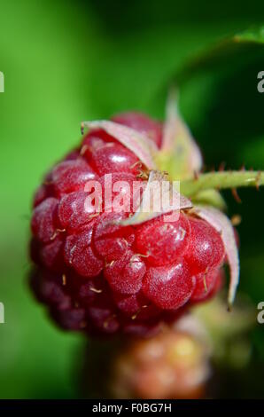 Il Lampone bacche mature, frutta, Bush, rosso Foto Stock