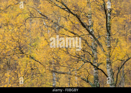 Foglie di autunno soffia nel vento, Scozia Foto Stock