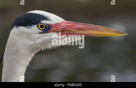 Airone cenerino close up della testa Foto Stock