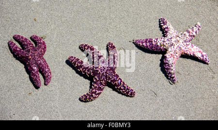 Tre stella serpente sulla spiaggia sabbiosa Foto Stock