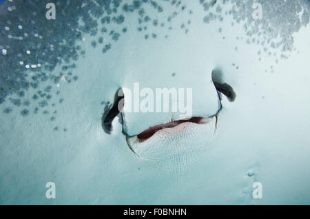 Sotto Vista ravvicinata di grigio STINGRAY BOCCA Foto Stock