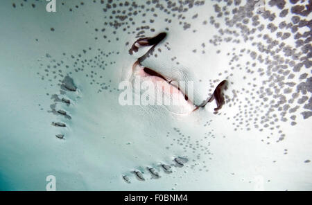 Sotto Vista ravvicinata di grigio STINGRAY BOCCA Foto Stock