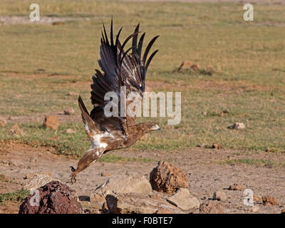 Steppa eagle decollare dal tumulo termite Foto Stock