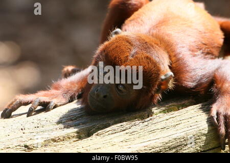 Melamcholy cercando maschio rosso venezuelano scimmia urlatrice (Alouatta Alouatta) giacente su di un registro Foto Stock