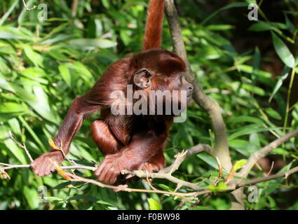 Giovane maschio rosso venezuelano scimmia urlatrice (Alouatta Alouatta) in una struttura ad albero, masticare su foglie Foto Stock