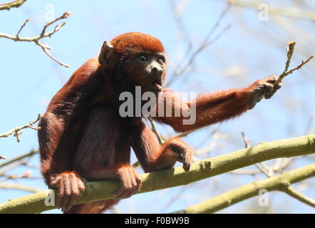 I capretti rosso venezuelano scimmia urlatrice (Alouatta Alouatta) in una struttura ad albero, camminando su di un ramo Foto Stock